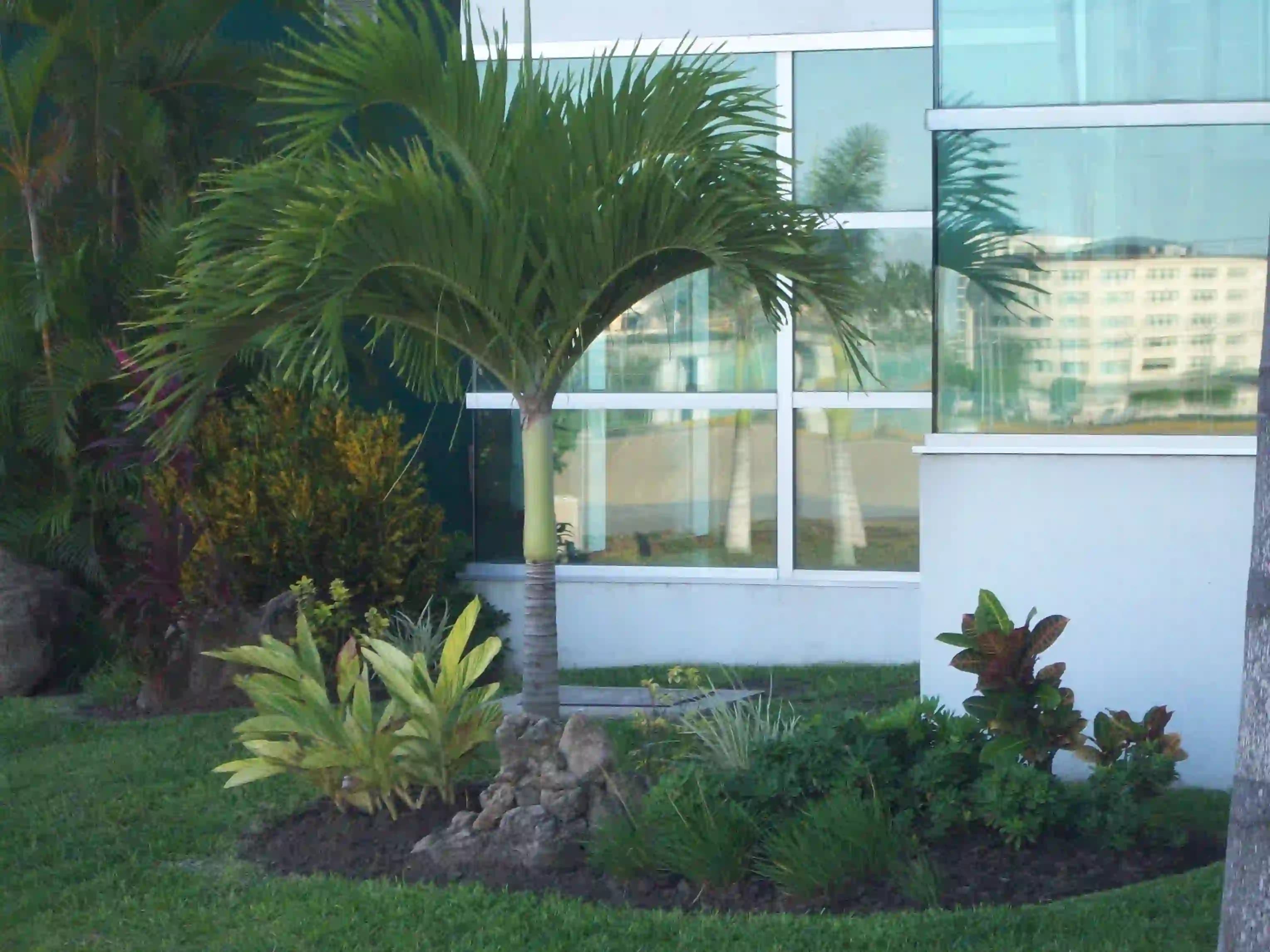 ARREGLO DE JARDIN CON PALMA EN MEDIO EL RETOÑO