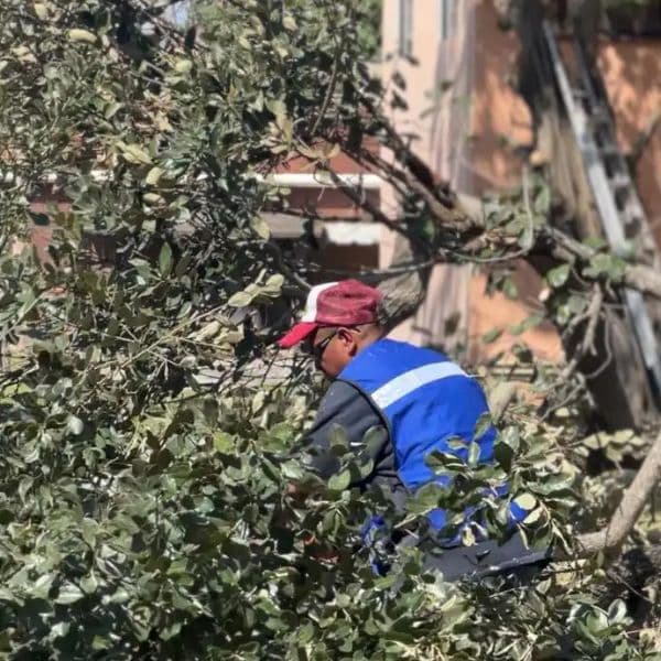 Poda y desrame de árboles