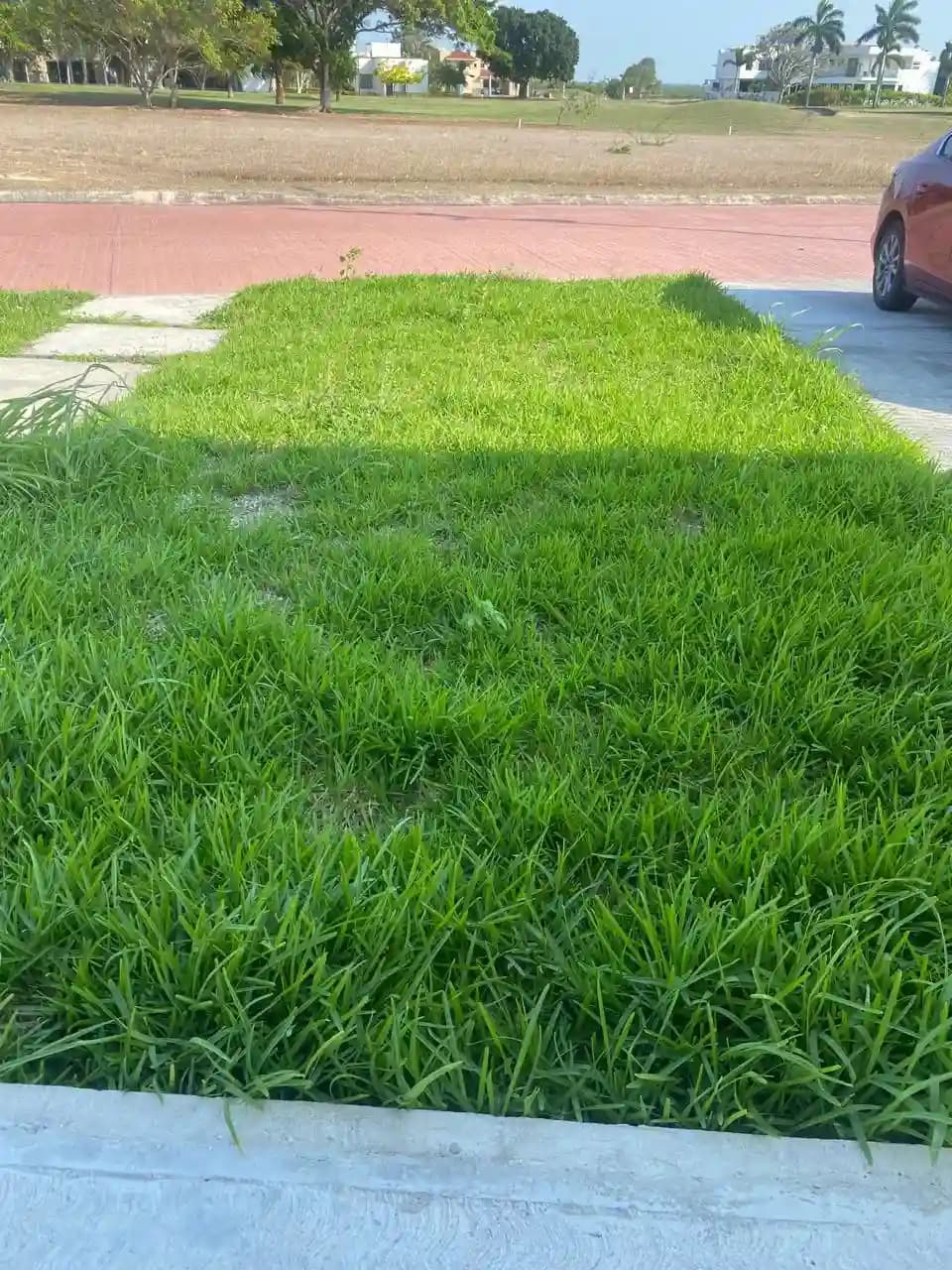 Fertilización Profesional de Jardines - foto 6