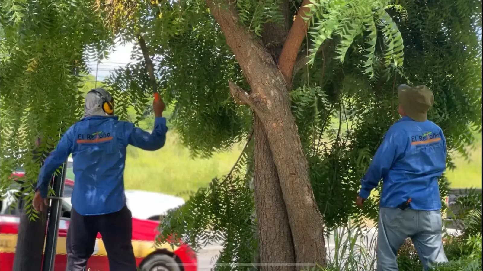 Poda de Árboles y Retiro de Basura - foto 2