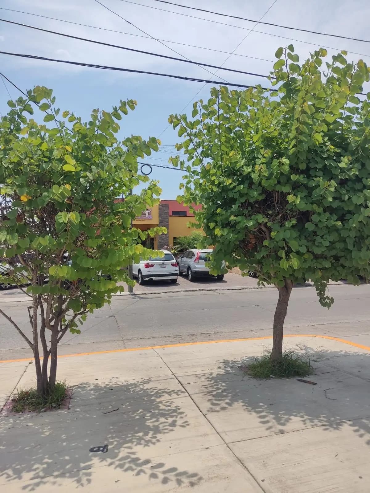 Poda de Árboles y Retiro de Basura - foto 3