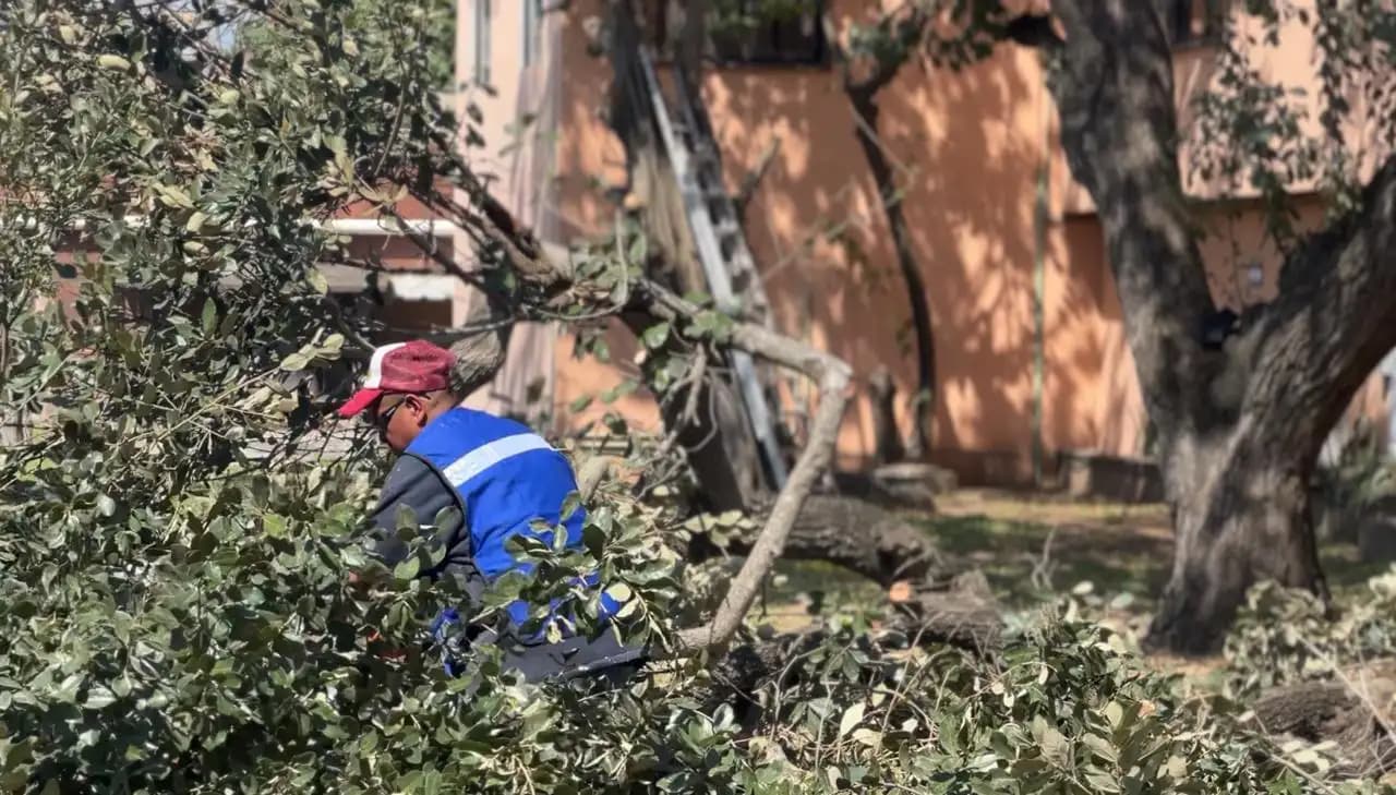 Poda de Árboles y Retiro de Basura - foto 5