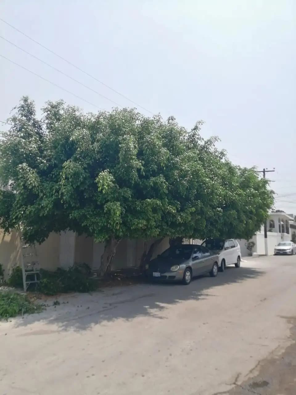 Poda de Árboles y Retiro de Basura - foto 6