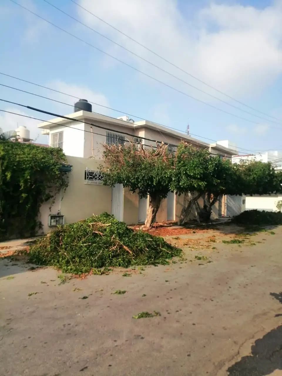 Poda de Árboles y Retiro de Basura - foto 7