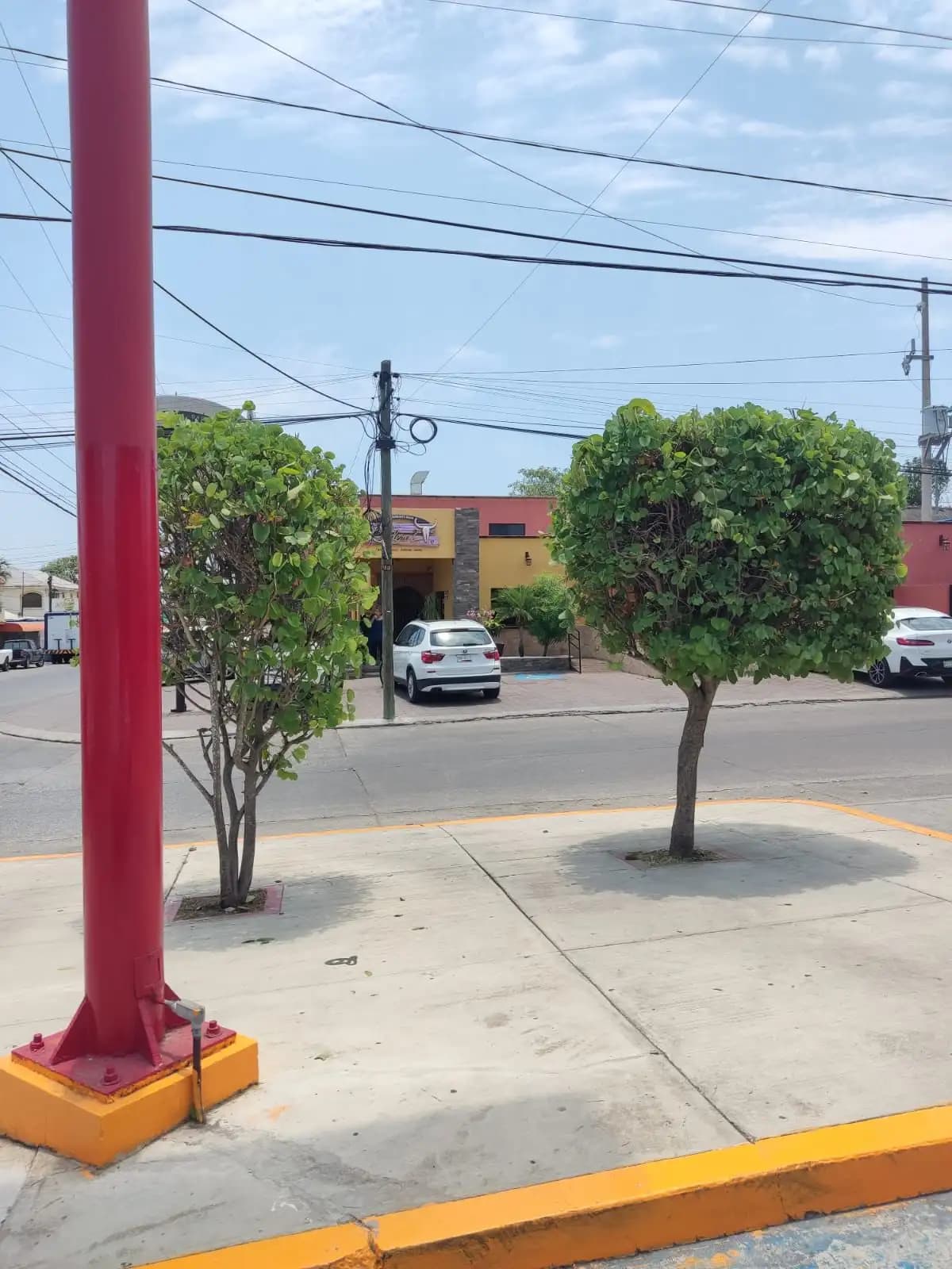 Poda profesional de árboles en Tampico, Madero y Altamira
