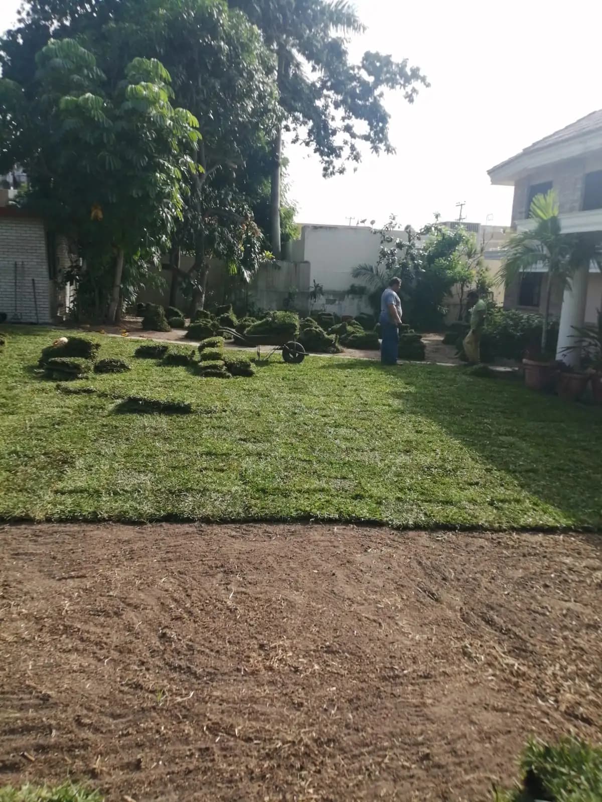 Venta e instalación de pasto en Tampico